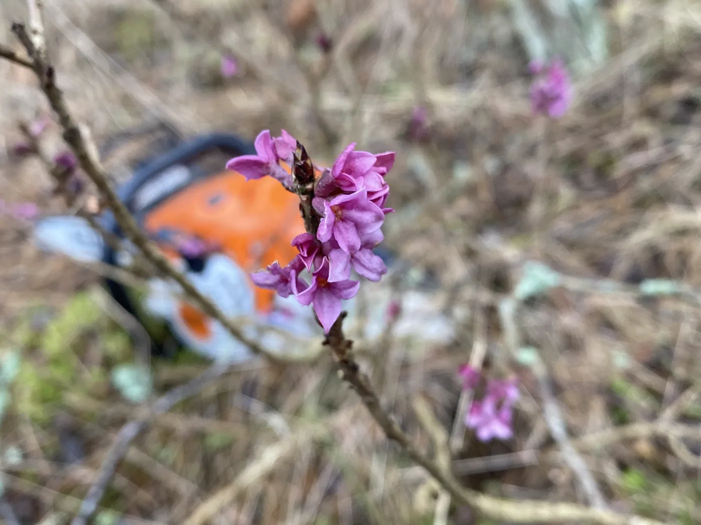 Blommande gren vid vårarbete med fruktträd