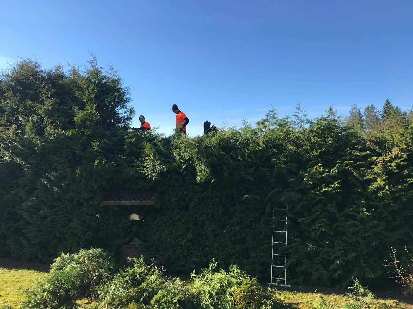 Två arborister klipper en hög häck på en villatomt
