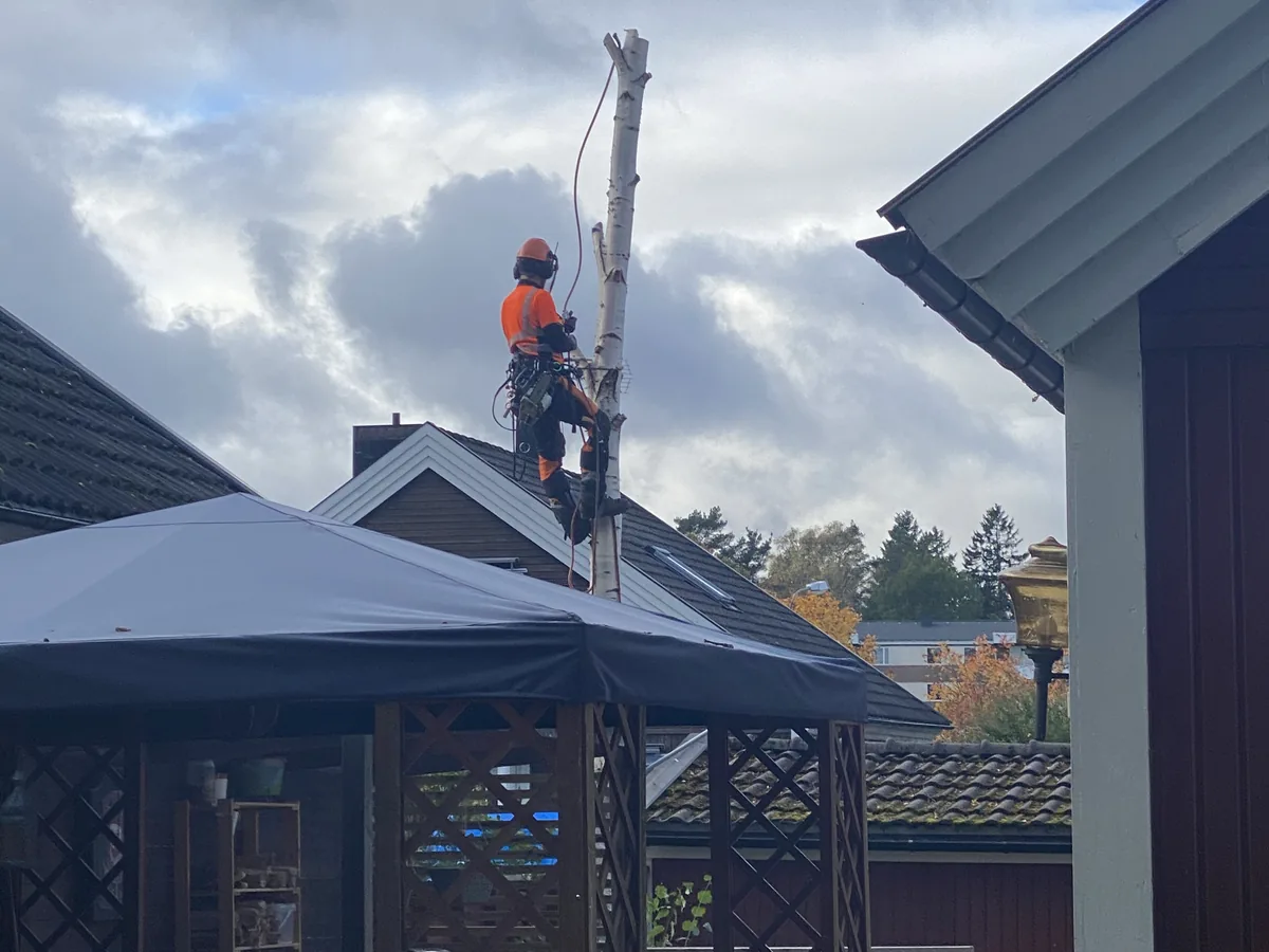 Sektionsfällning planeras nära ett bostadshus