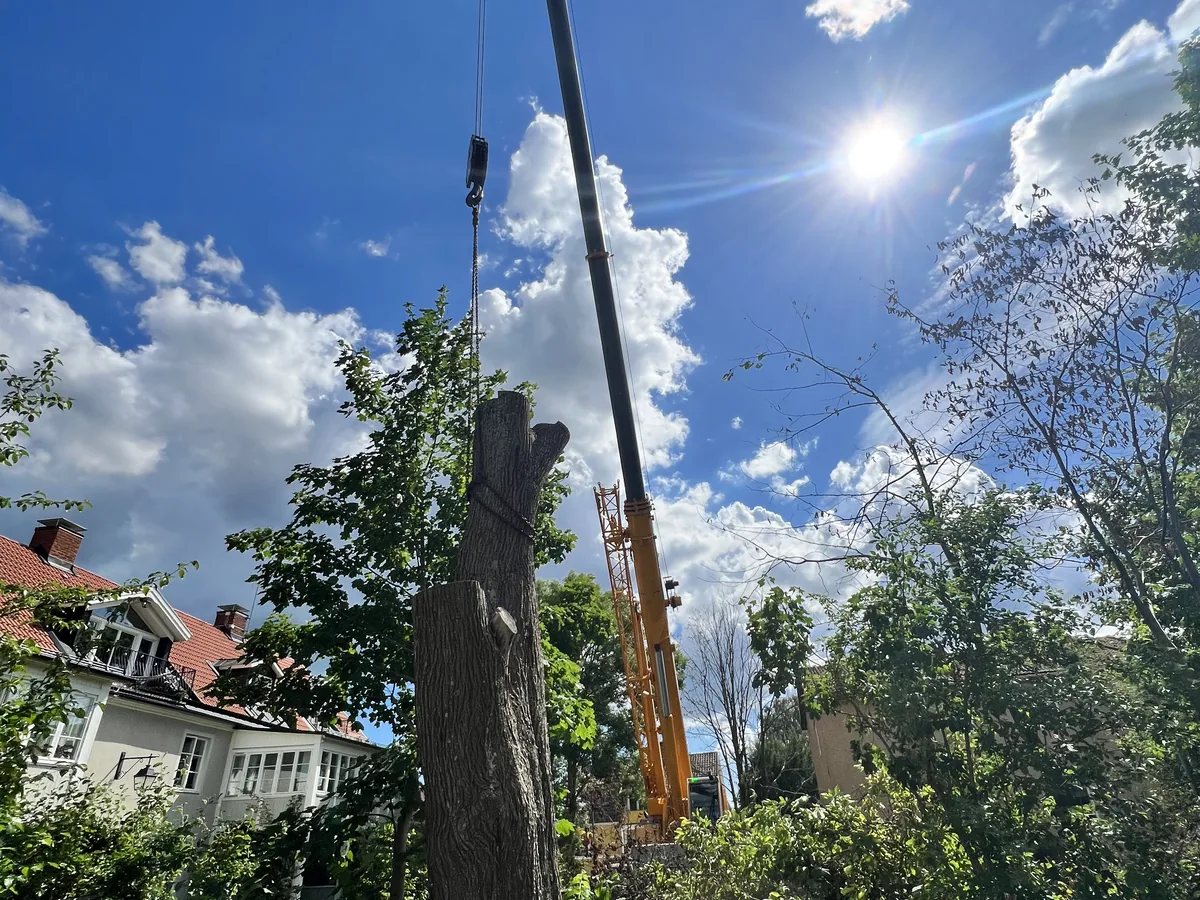 Kran används vid planerad och kontrollerad trädfällning