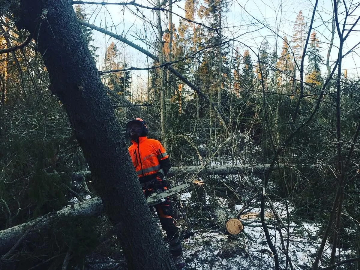 Trädfällning i en skogsnära miljö