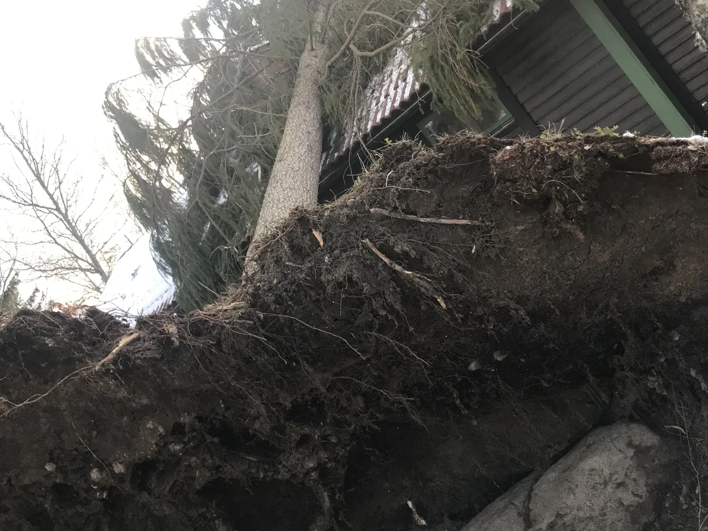 Rotvälta nära en byggnad efter stormskada