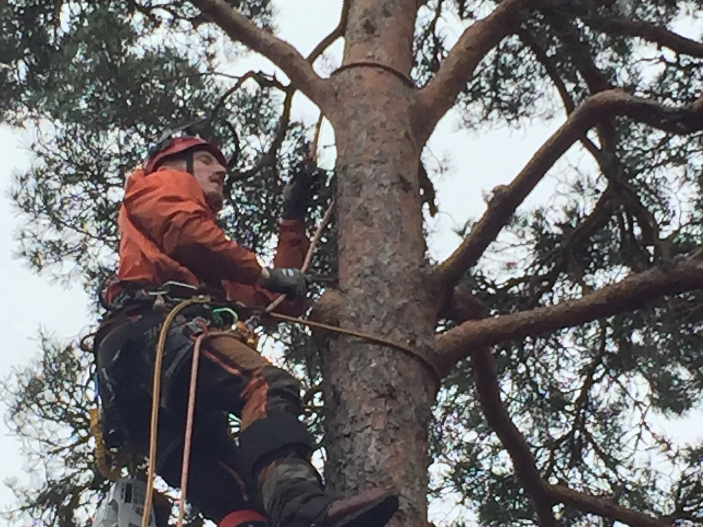 Klättrande arborist tar ned ett träd kontrollerat i sektioner