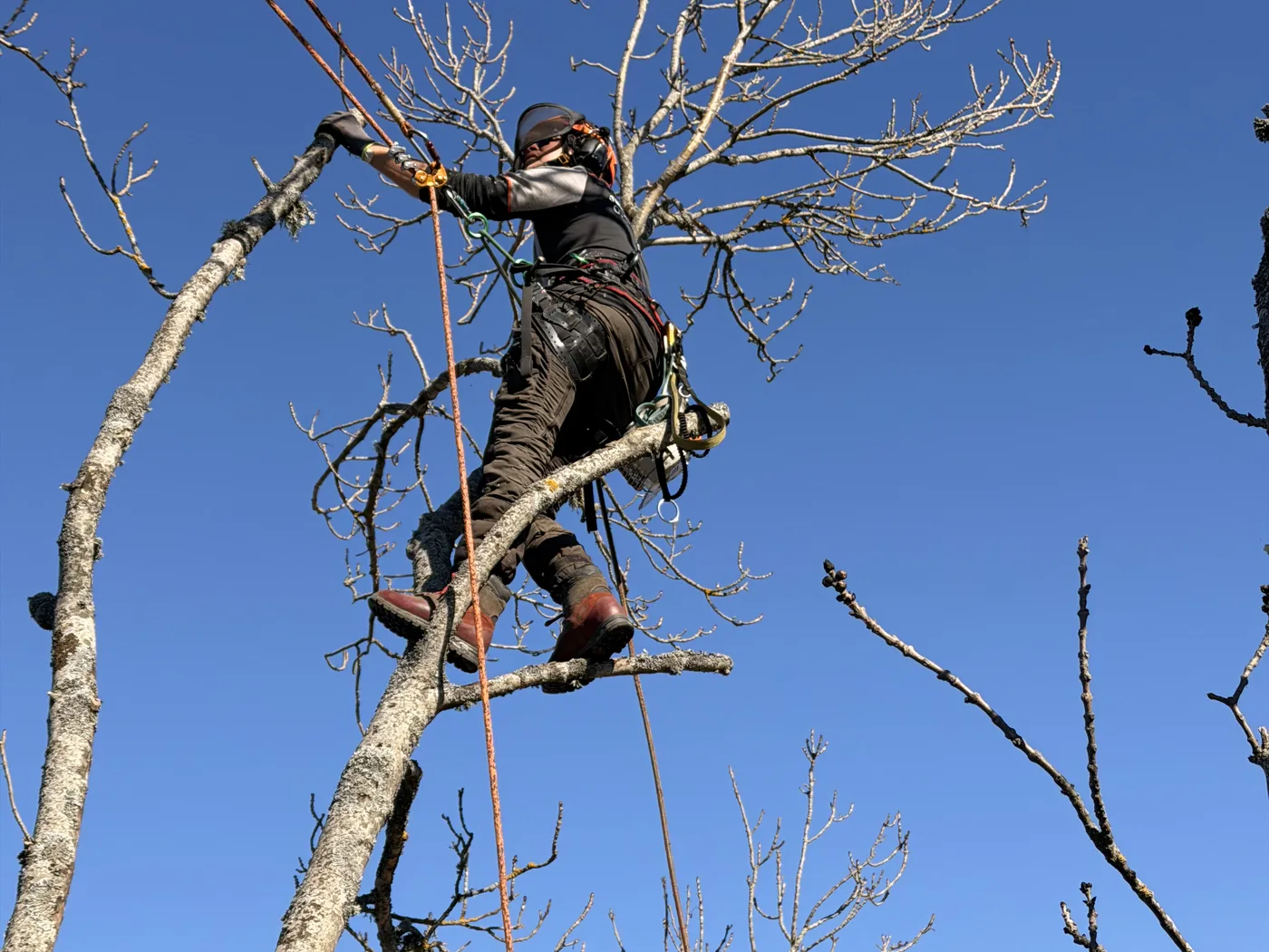Arborist utför trädbeskärning med klätterteknik