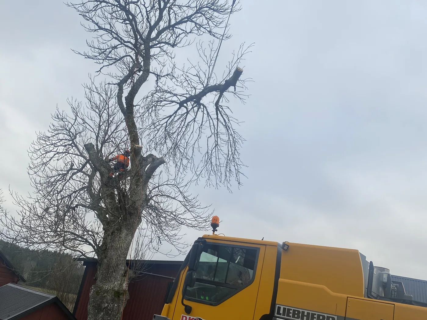 Arborist utför kontrollerad trädfällning med kran